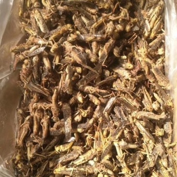蚂蚱厂家直销质量保证