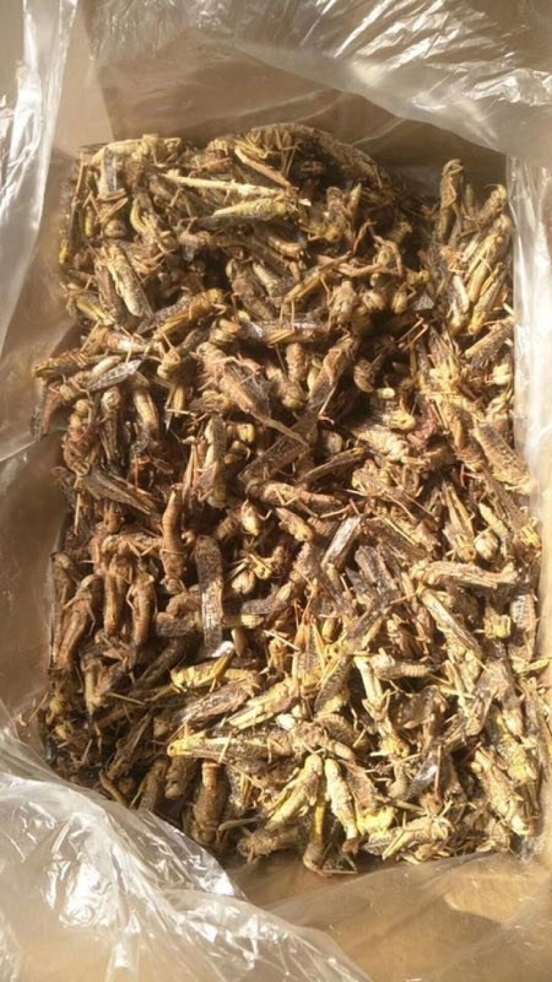 蚂蚱厂家直销质量保证