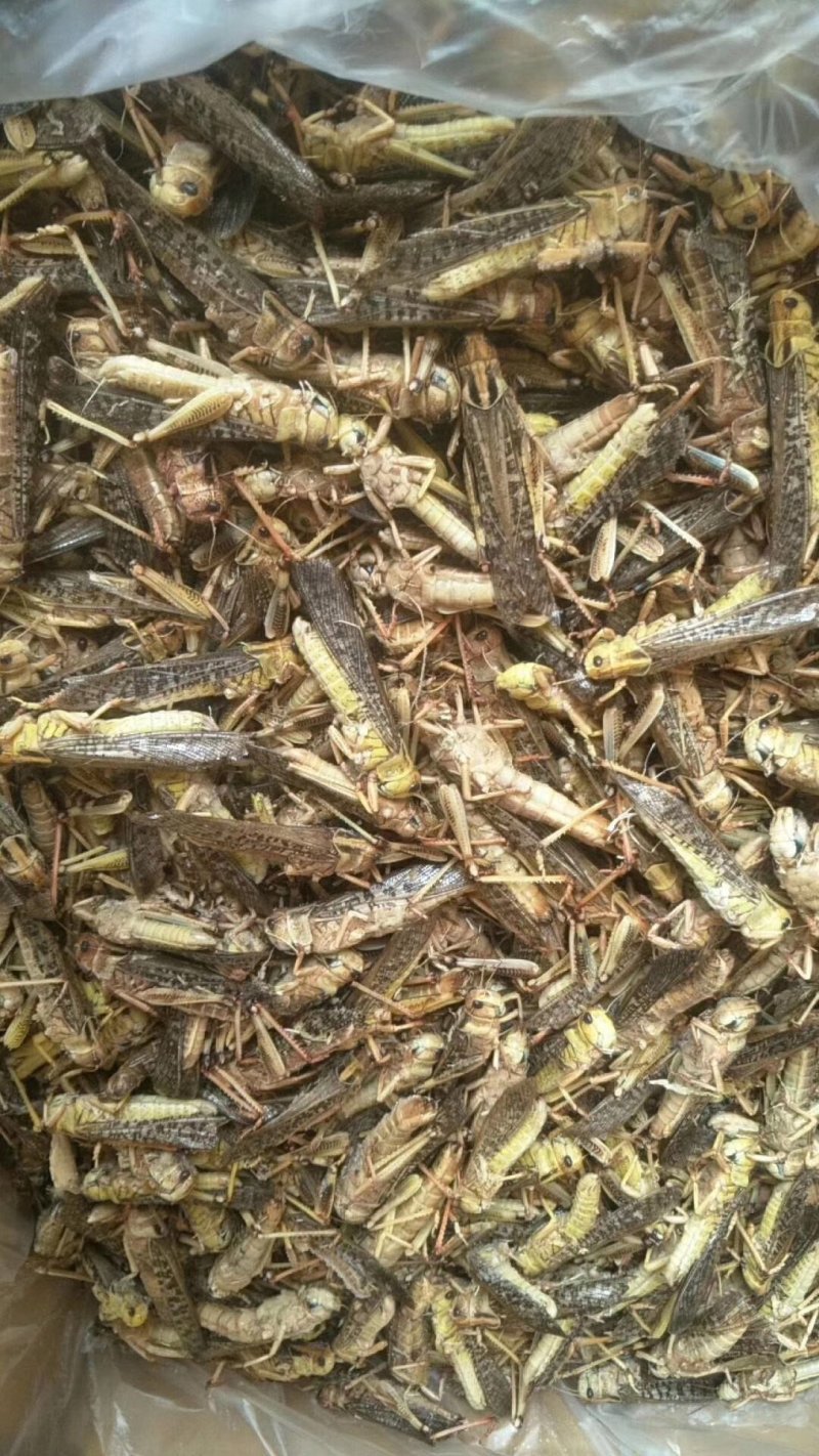 蚂蚱厂家直销质量保证