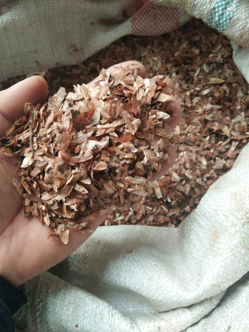 【当年红油香椿新种子】香椿种子种植技术指导香椿种子如何种