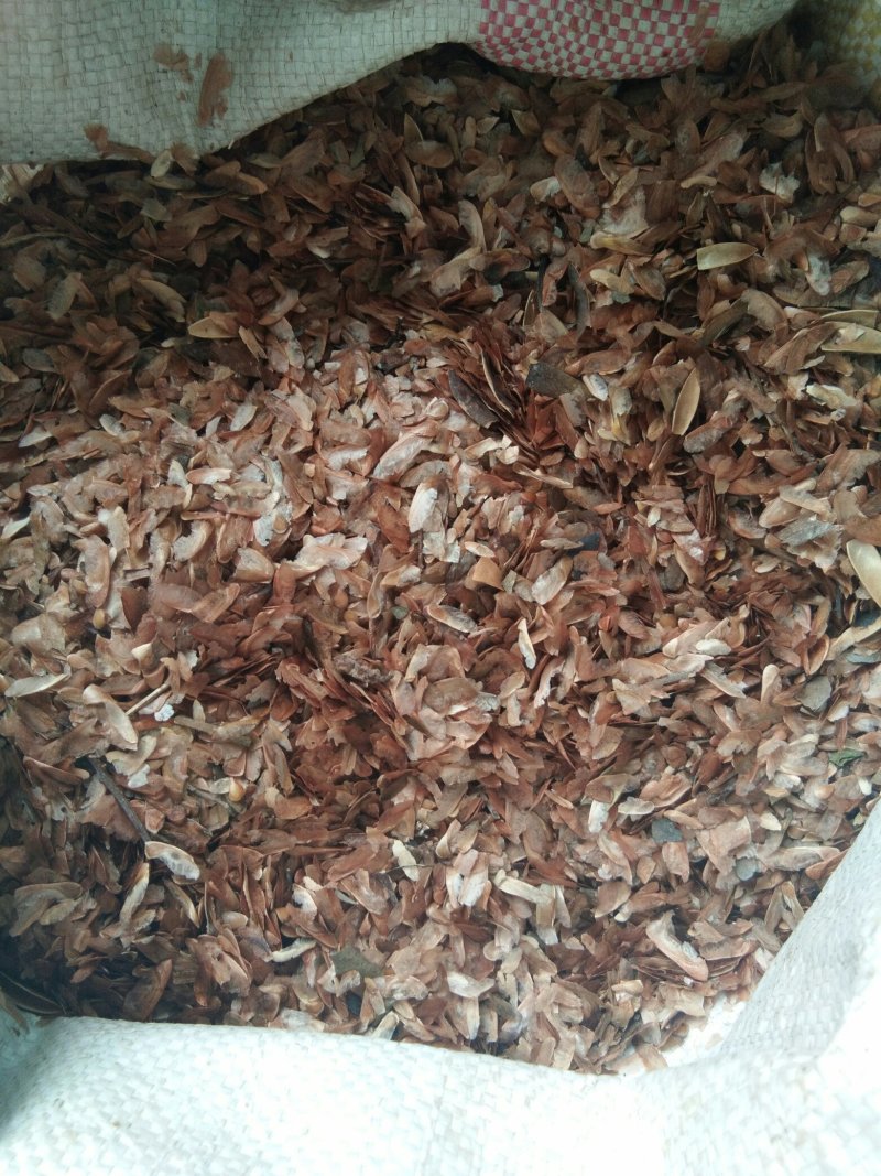 【当年红油香椿新种子】香椿种子种植技术指导香椿种子如何种