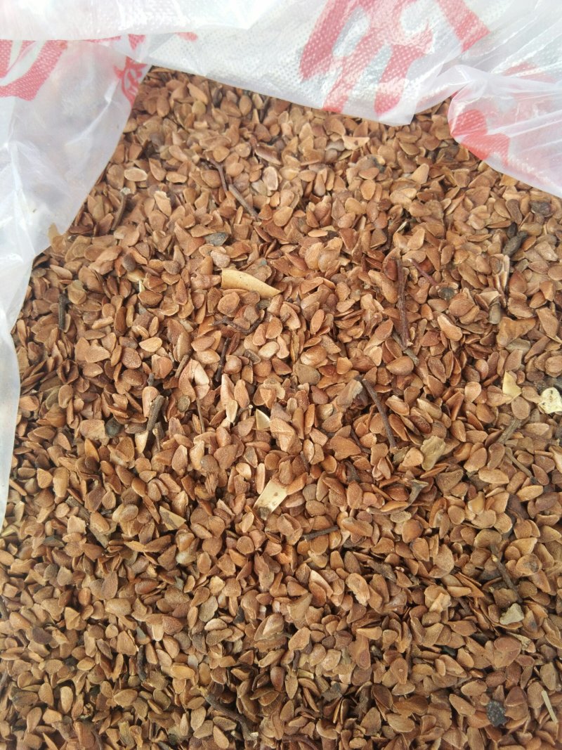 【当年红油香椿新种子】香椿种子种植技术指导香椿种子如何种
