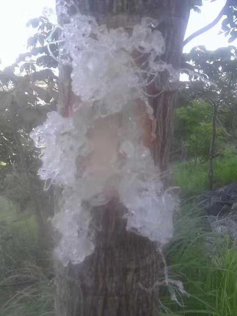 雪燕云南天然野生拉丝雪燕500克非燕窝补水