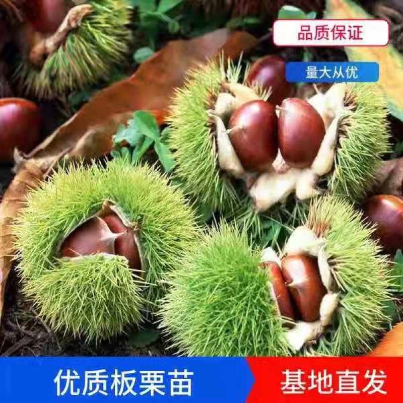 板栗果树苗大红袍毛板红节节红南北方种植基地直发现挖现卖