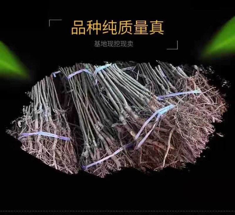 板栗果树苗大红袍毛板红节节红南北方种植基地直发现挖现卖