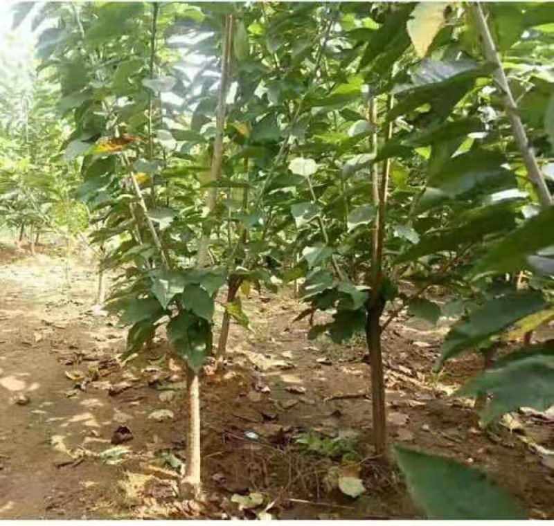 板栗果树苗大红袍毛板红节节红南北方种植基地直发现挖现卖