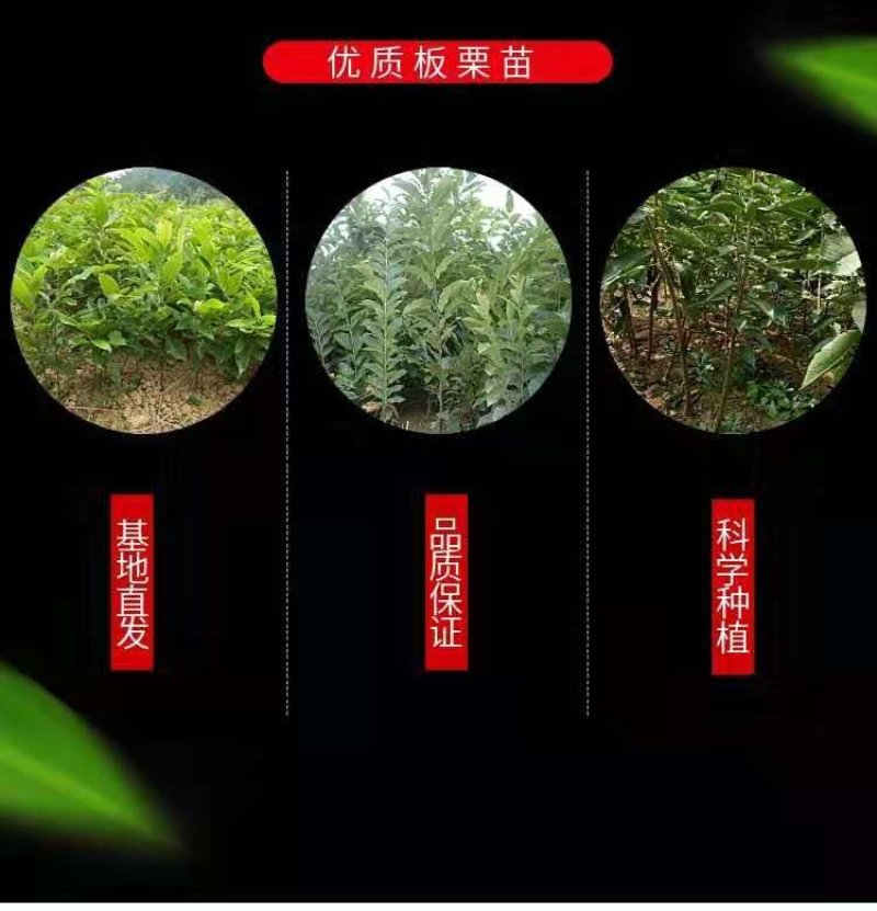 板栗果树苗大红袍毛板红节节红南北方种植基地直发现挖现卖