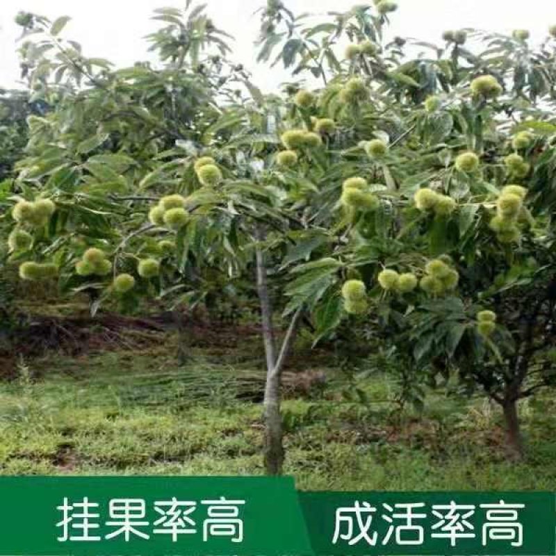 板栗果树苗大红袍毛板红节节红南北方种植基地直发现挖现卖