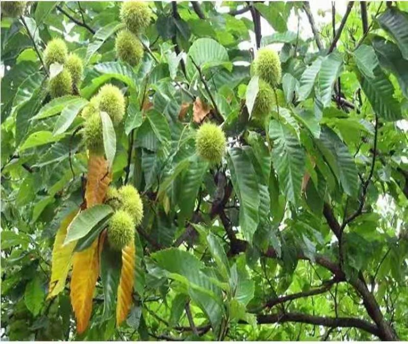 板栗果树苗大红袍毛板红节节红南北方种植基地直发现挖现卖