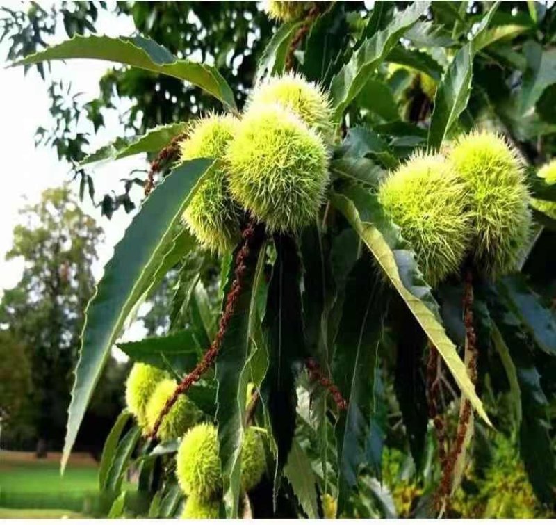 板栗果树苗大红袍毛板红节节红南北方种植基地直发现挖现卖