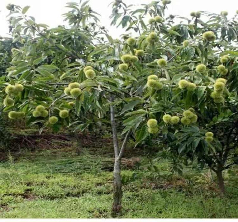 板栗果树苗大红袍毛板红节节红南北方种植基地直发现挖现卖