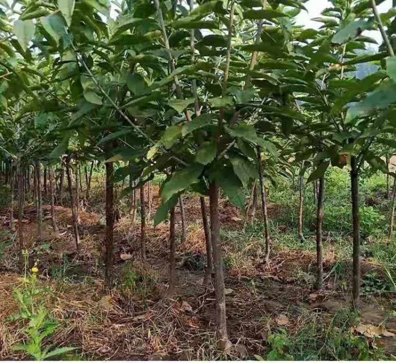 板栗果树苗大红袍毛板红节节红南北方种植基地直发现挖现卖