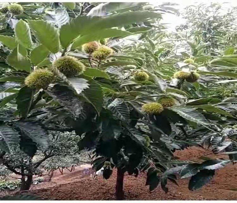 板栗果树苗大红袍毛板红节节红南北方种植基地直发现挖现卖