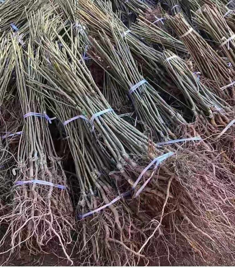 板栗果树苗大红袍毛板红节节红南北方种植基地直发现挖现卖