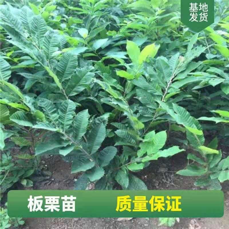 板栗果树苗大红袍毛板红节节红南北方种植基地直发现挖现卖