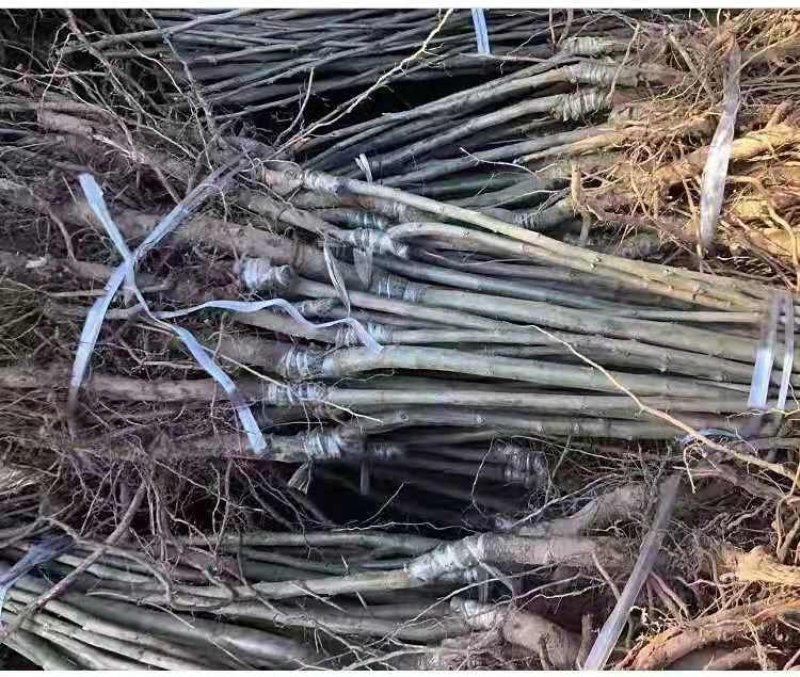板栗果树苗大红袍毛板红节节红南北方种植基地直发现挖现卖