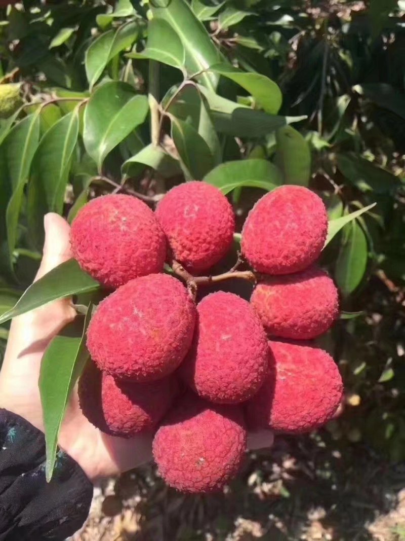 无核荔枝苗正品无核荔枝苗产量好市场广阔有特大苗