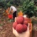 无核荔枝苗正品无核荔枝苗产量好市场广阔有特大苗