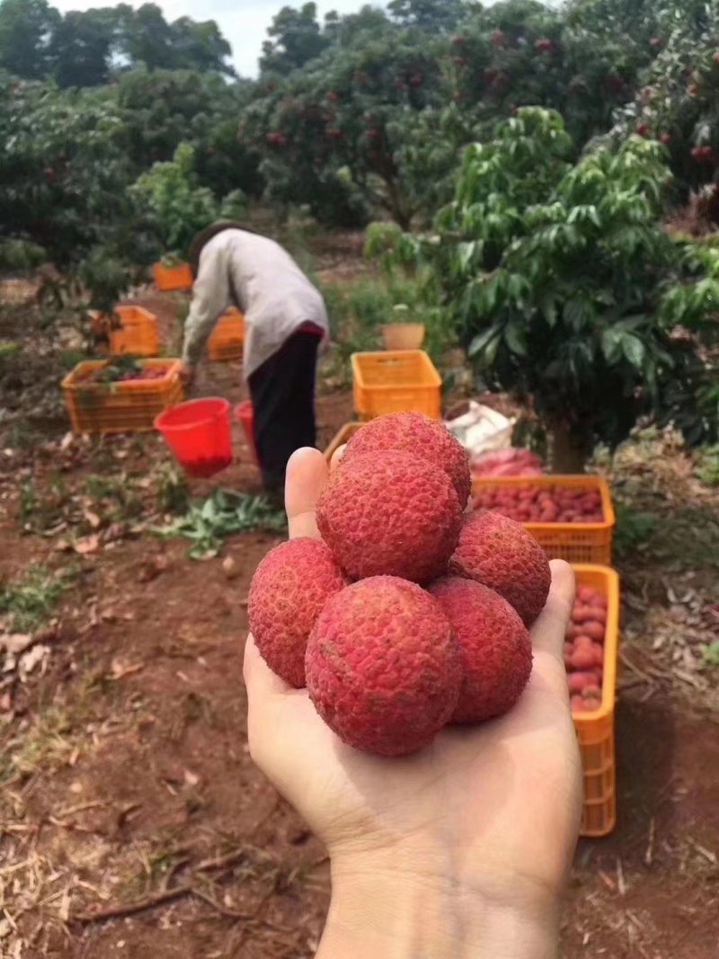 无核荔枝苗正品无核荔枝苗产量好市场广阔有特大苗
