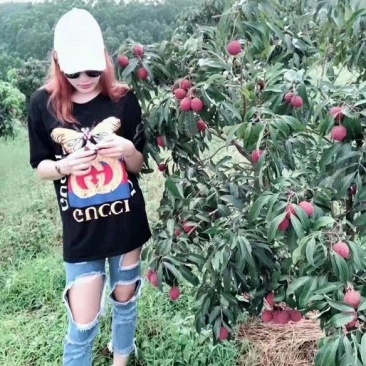 无核荔枝苗正品无核荔枝苗产量好市场广阔有特大苗