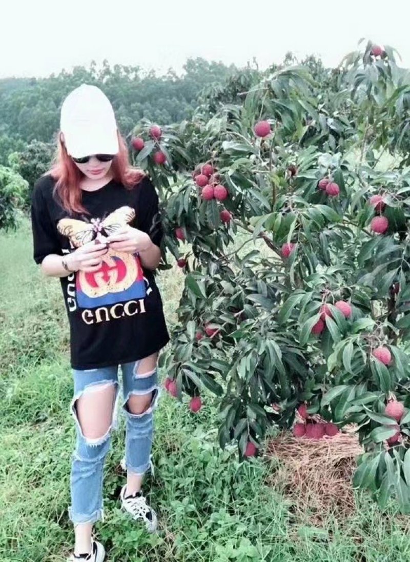 无核荔枝苗正品无核荔枝苗产量好市场广阔有特大苗