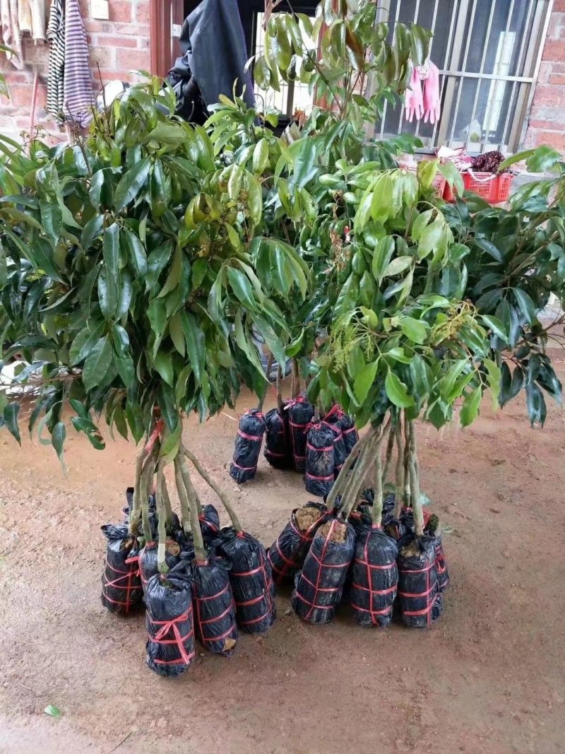 无核荔枝苗正品无核荔枝苗产量好市场广阔有特大苗
