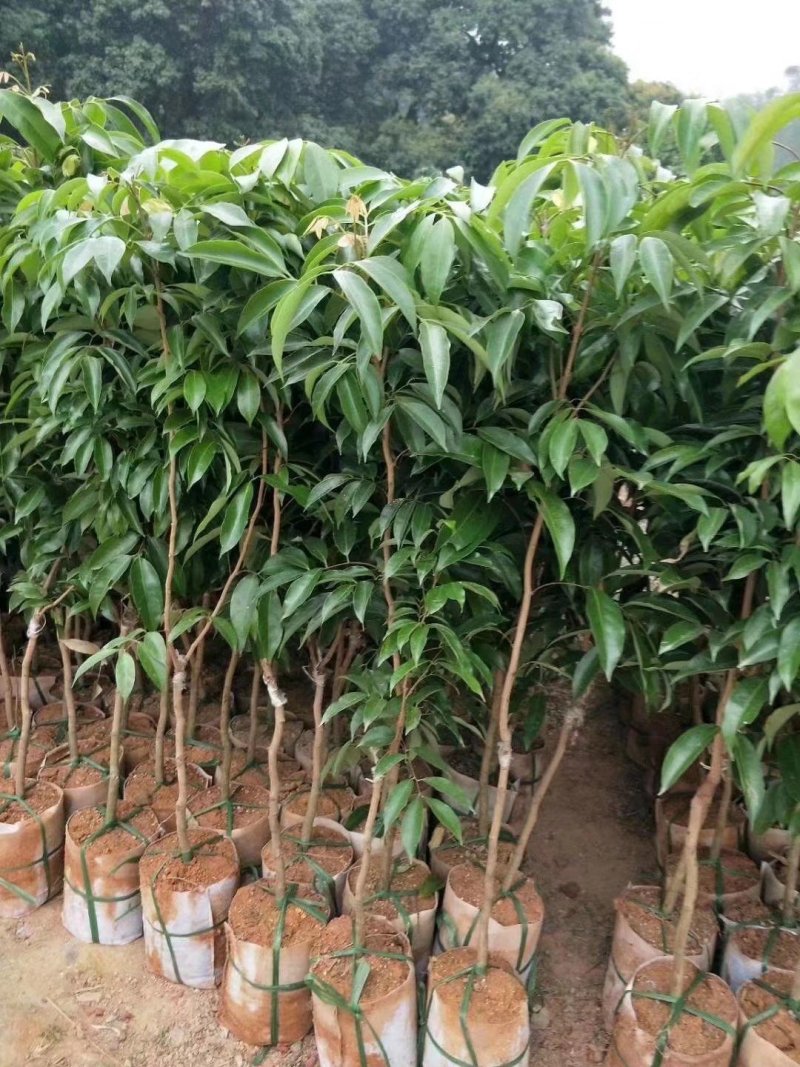 无核荔枝苗正品无核荔枝苗产量好市场广阔有特大苗