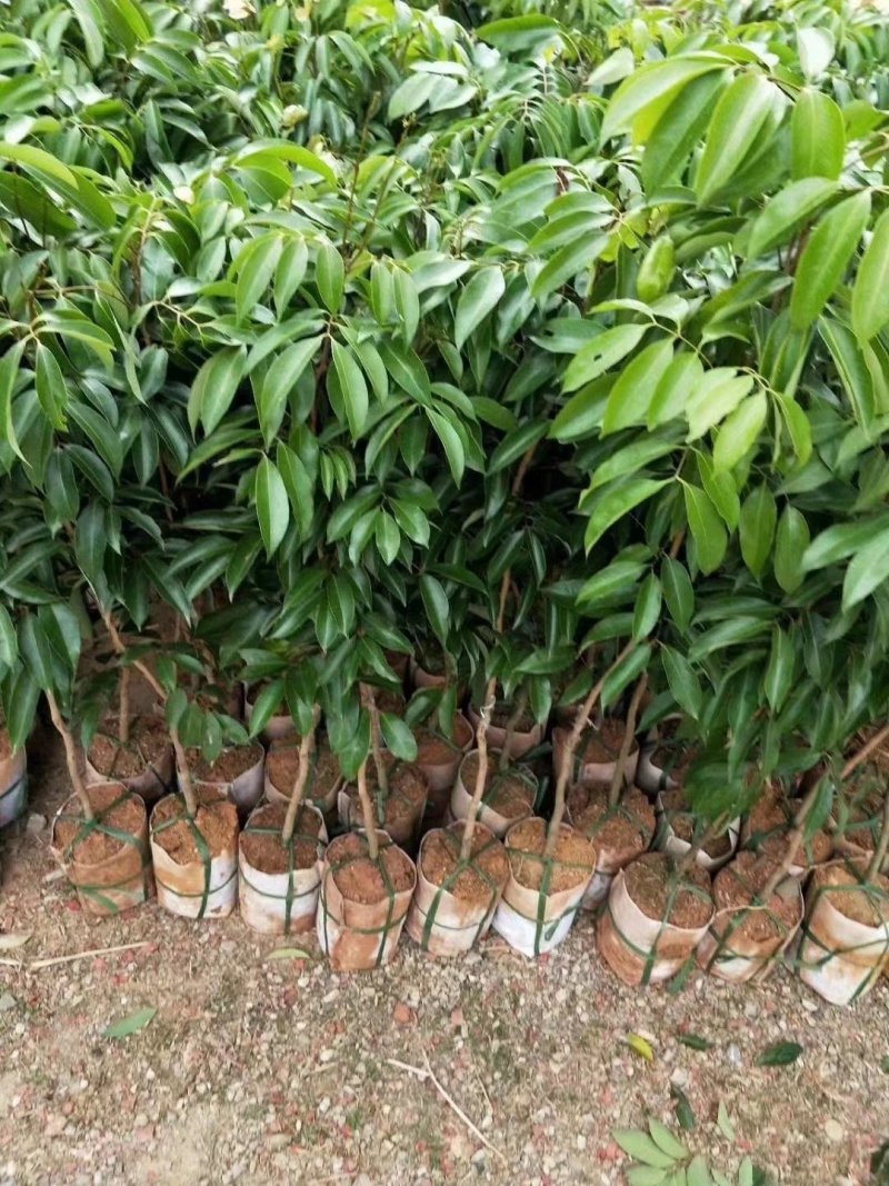 无核荔枝苗正品无核荔枝苗产量好市场广阔有特大苗
