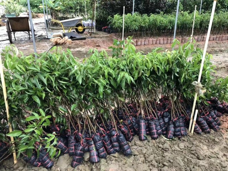 无核荔枝苗正品无核荔枝苗产量好市场广阔有特大苗