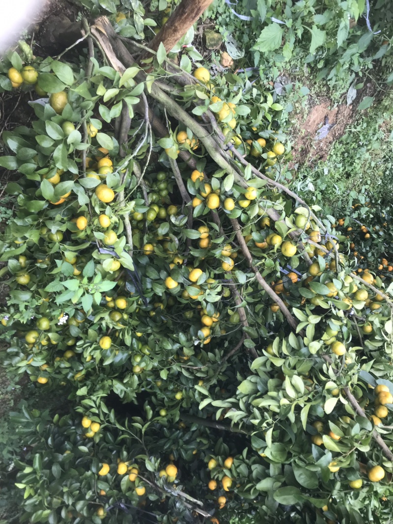 西林沙糖橘