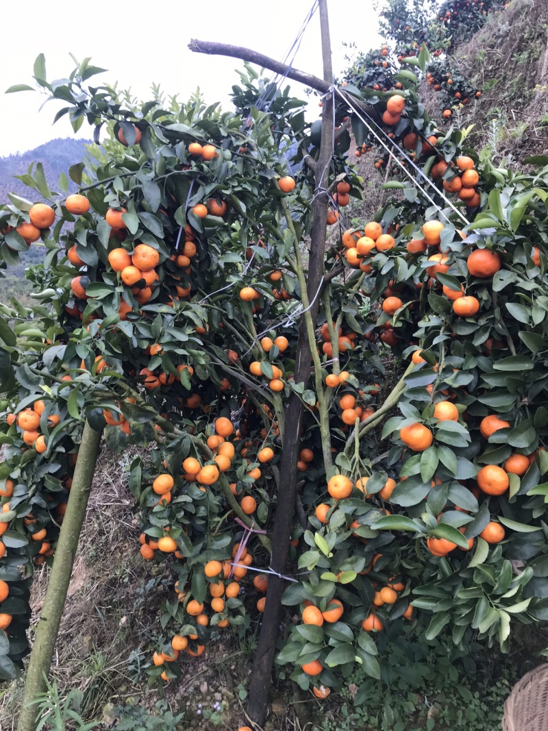 西林沙糖橘