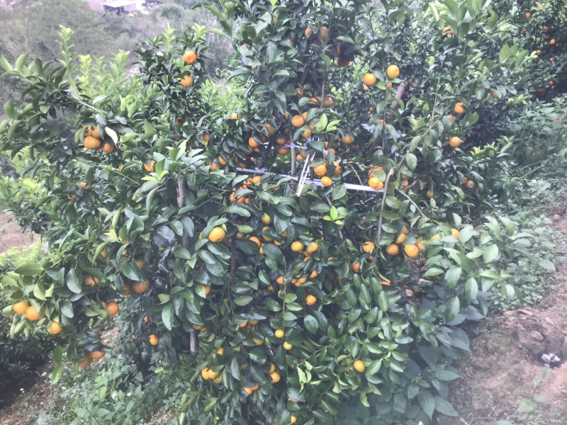 西林沙糖橘
