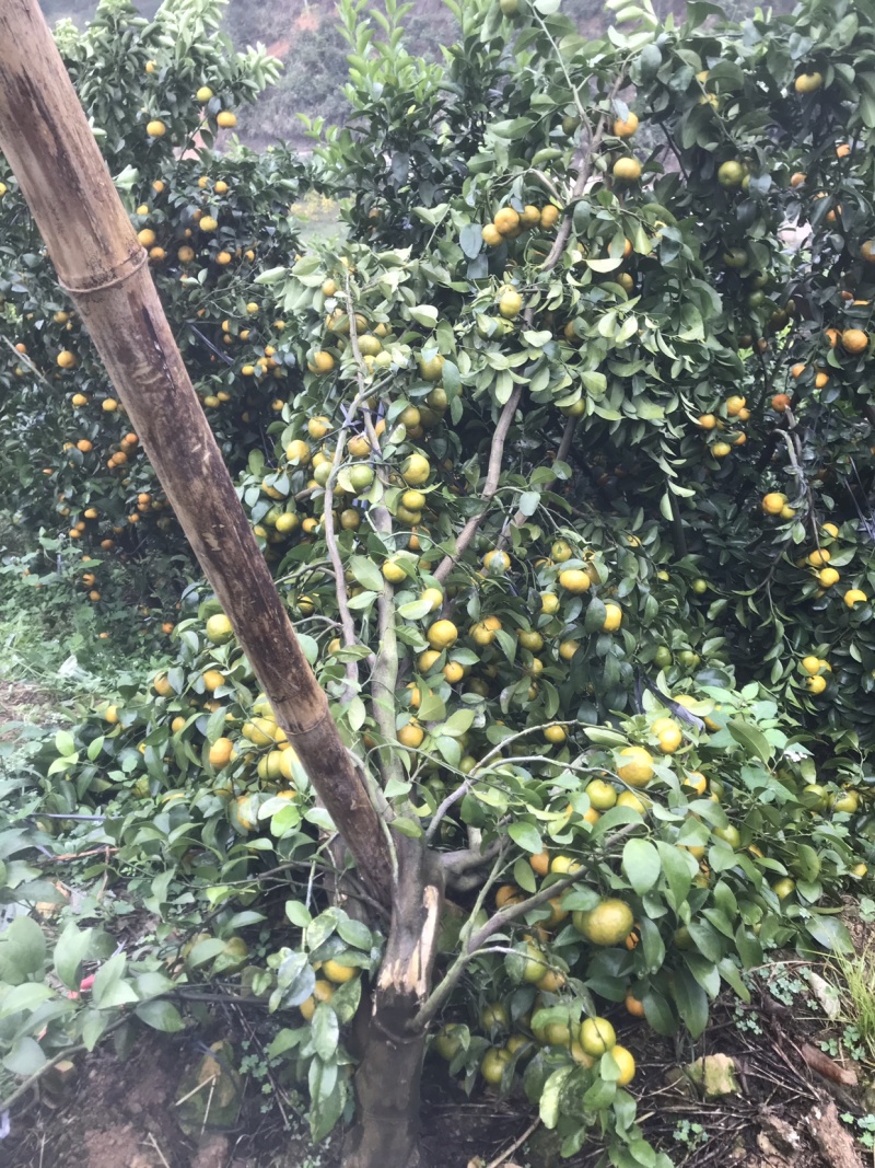西林沙糖橘