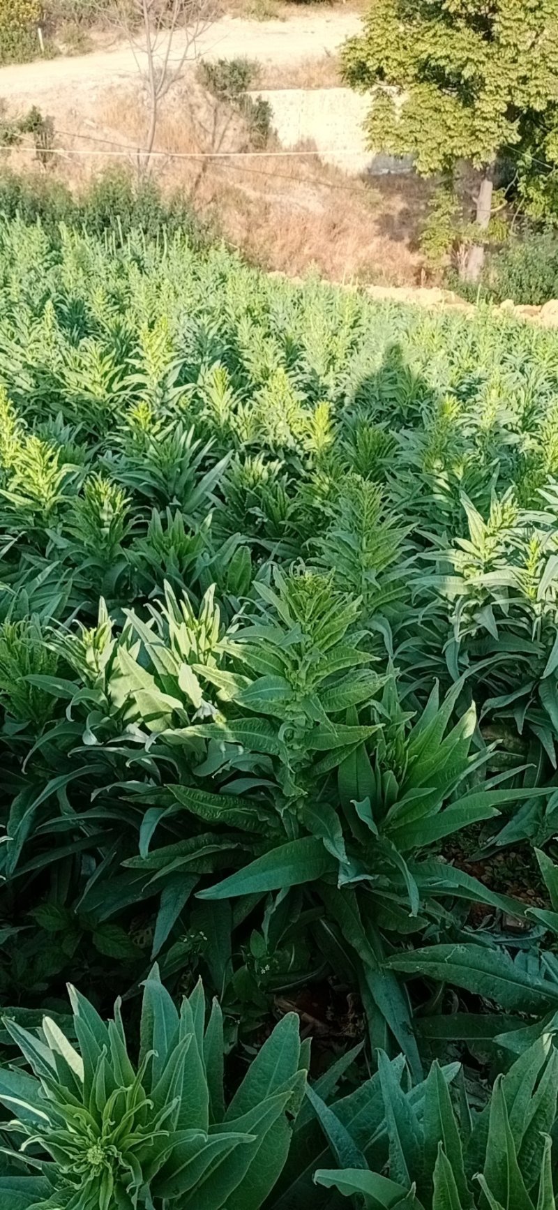云南莴笋，大量上市了，欢迎全国各地朋友看货，订货！