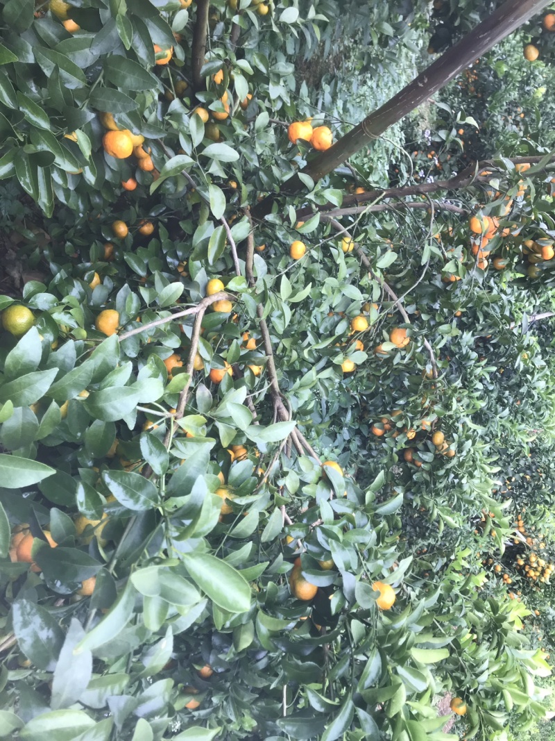 西林沙糖橘