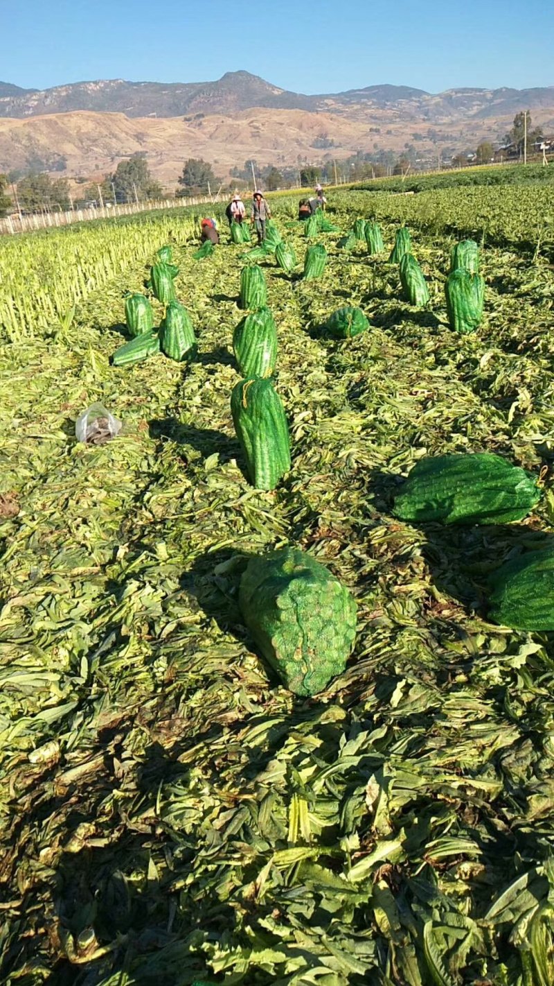 云南莴笋，大量上市了，欢迎全国各地朋友看货，订货！