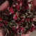 云南金边玫瑰玫瑰花茶/瓶50克药念食同源代泡茶