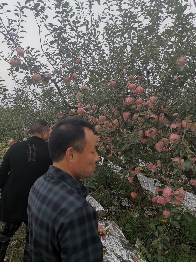 陕西礼泉膜代红富士大量上市中，低价位供应商超电商