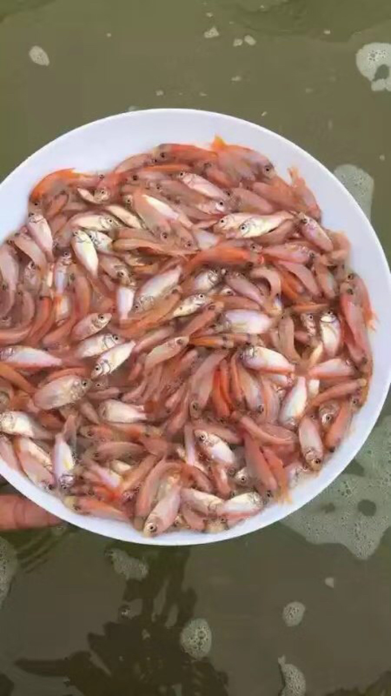红罗非鱼苗彩红雕鱼苗生长快