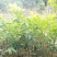 三华李树苗早熟三华李苗三月李苗迟熟三华李苗嫁接