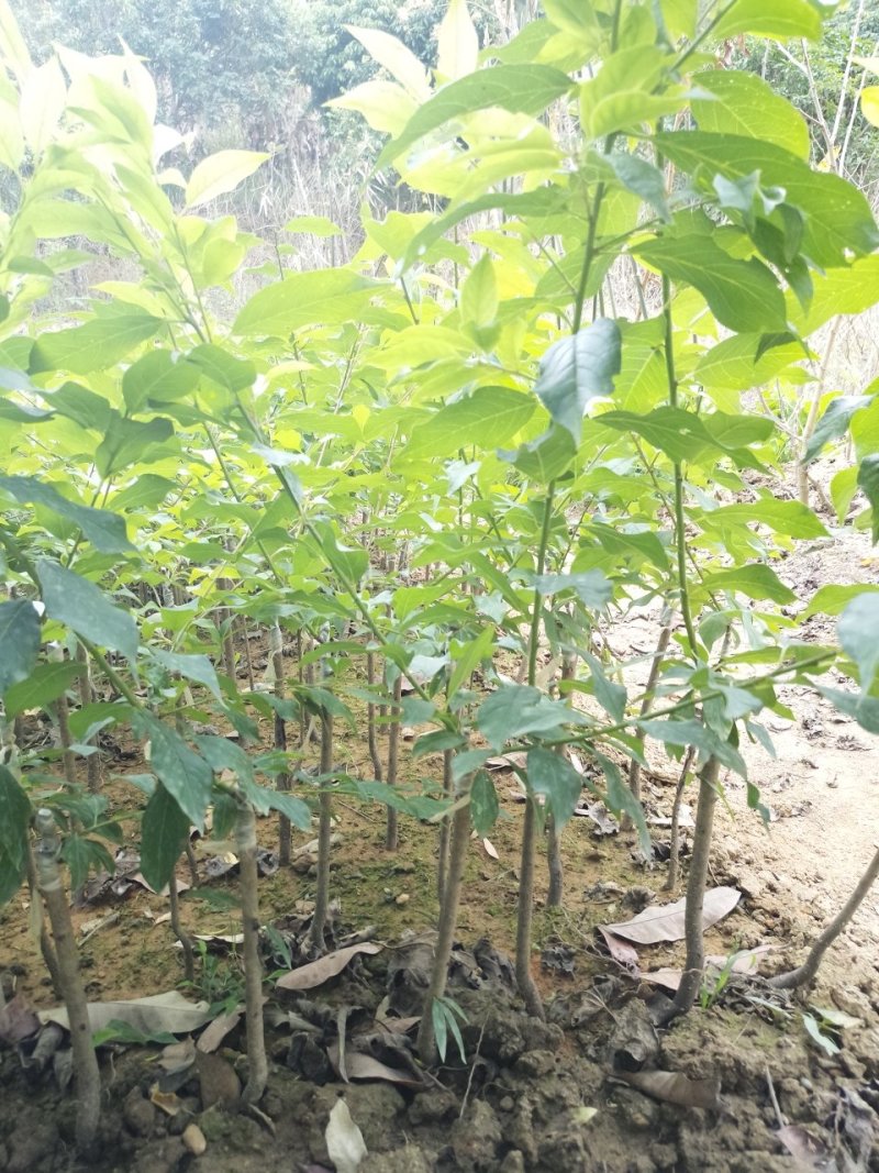 三华李树苗早熟三华李苗三月李苗迟熟三华李苗嫁接