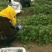 精品冰菜产地直供量大从优保质保量可长期合作诚信经营