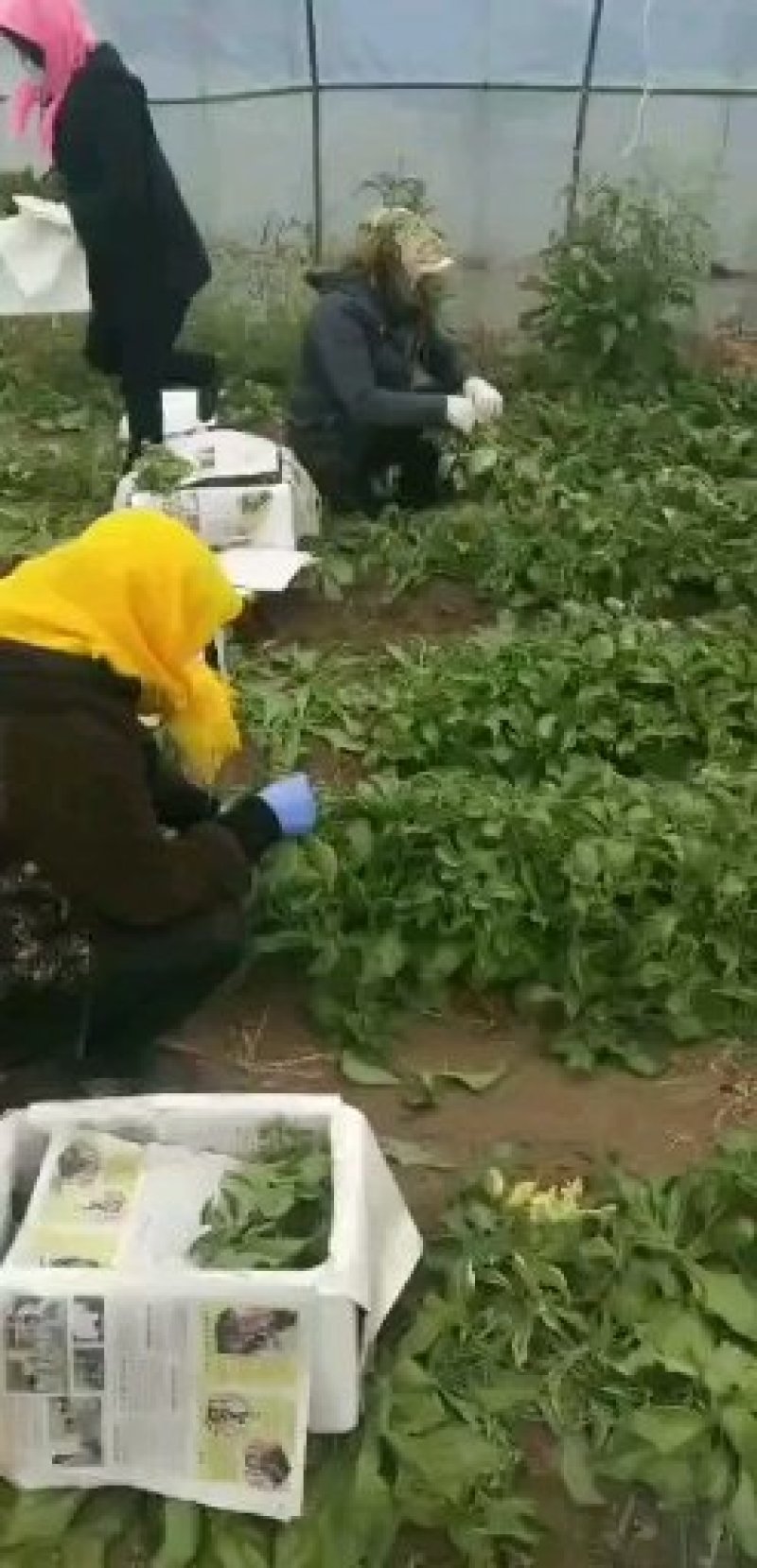 精品冰菜产地直供量大从优保质保量可长期合作诚信经营