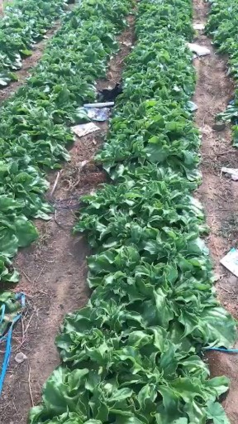 精品冰菜产地直供量大从优保质保量可长期合作诚信经营