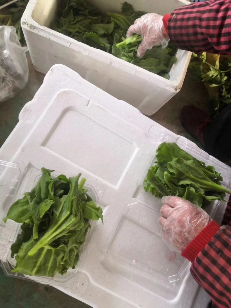 精品冰菜产地直供量大从优保质保量可长期合作诚信经营