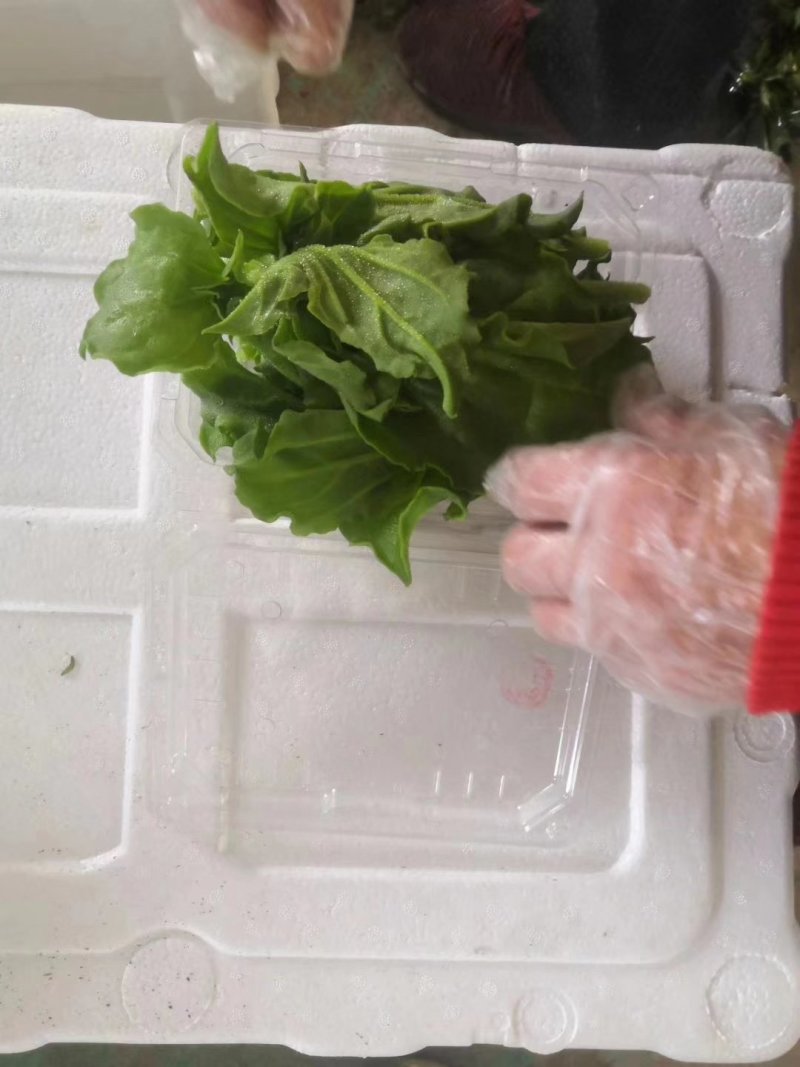 精品冰菜产地直供量大从优保质保量可长期合作诚信经营