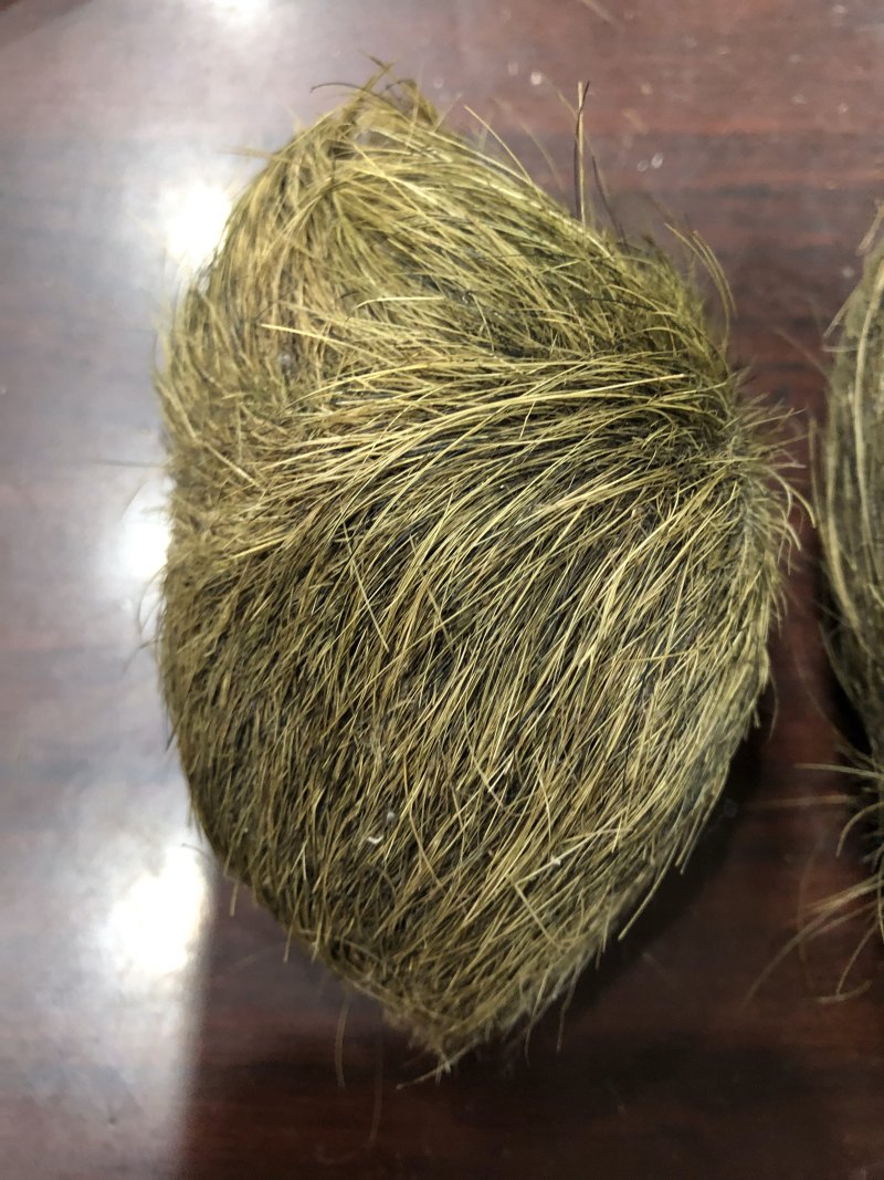 猪宝猪砂珍贵的中药材猪宝