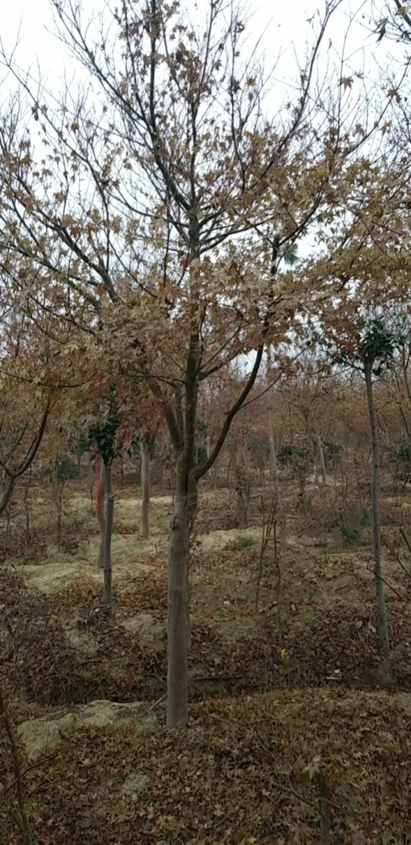 鸡爪槭，低分枝鸡爪槭(地径4CM-15CM)