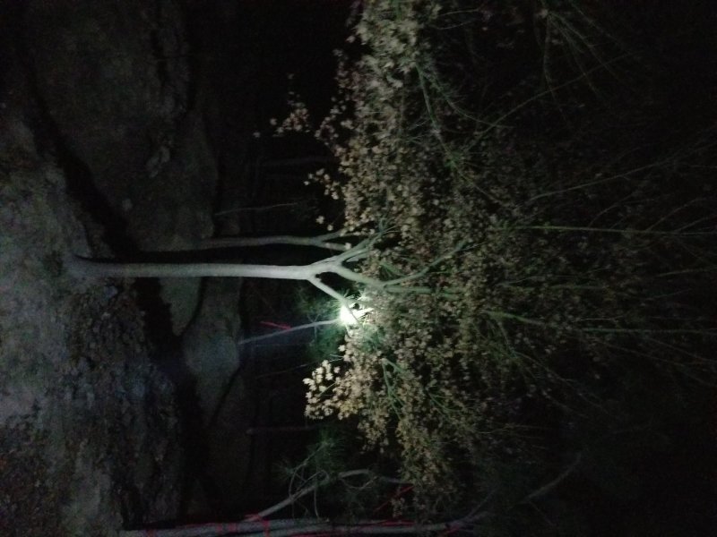 鸡爪槭，低分枝鸡爪槭(地径4CM-15CM)