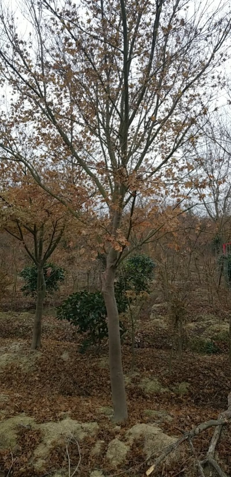 鸡爪槭，低分枝鸡爪槭(地径4CM-15CM)